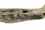 Fossil Woolly Rhino (Coelodonta) Jaw Section - Siberia #225190-1